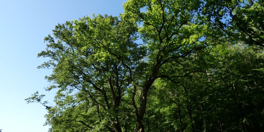 Adam und Eva - Naturdenkmal bei Wellen